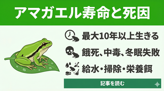 【意外と長い？】アマガエルの寿命と「すぐ死んでしまう」を防ぐ飼育の鉄則