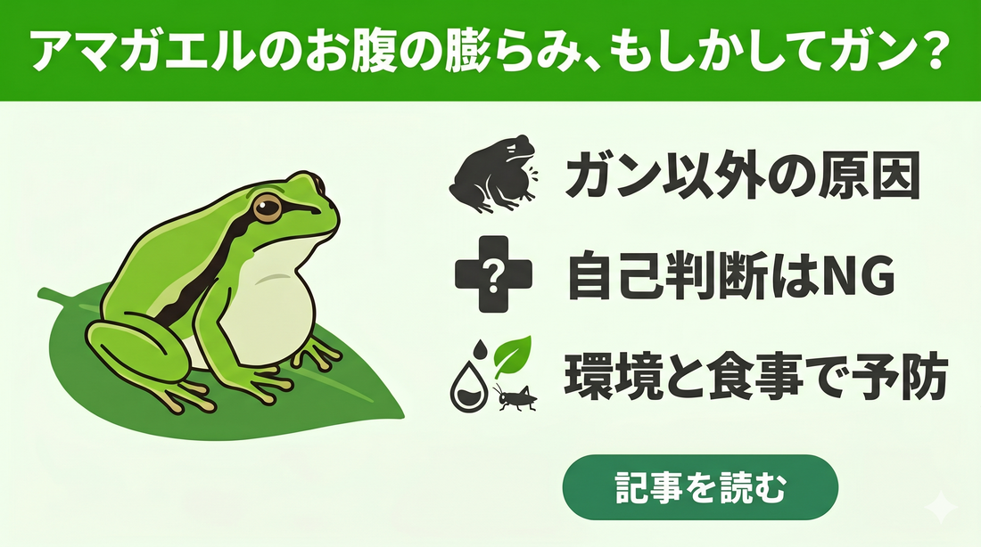 【アマガエルに腫瘍？】しこりや膨らみはガンなのか。飼育者がまず確認すべき原因と正しい対処法