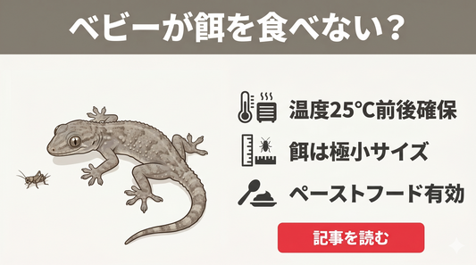 ニホンヤモリのベビーが餌を食べない・捕まえられない！初心者によくある3つの失敗と正しい給餌法