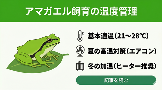 【失敗しない】アマガエルの正しい飼育温度と季節ごとの温度管理・やってはいけないこと