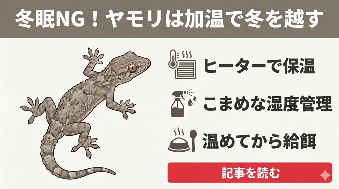 【失敗しない】ニホンヤモリの冬眠は危険？正しい冬越しのやり方と温度管理