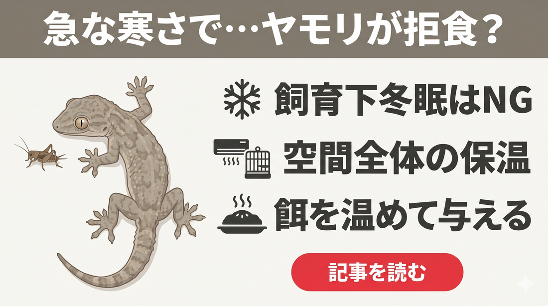 【失敗しない】ニホンヤモリが冬に餌を食べない…「冬眠」させるべき？正しい温度管理と拒食対策
