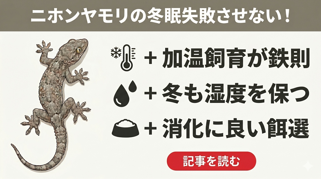【冬眠失敗で後悔しないために】ニホンヤモリが冬を越せない理由と正しい温度管理