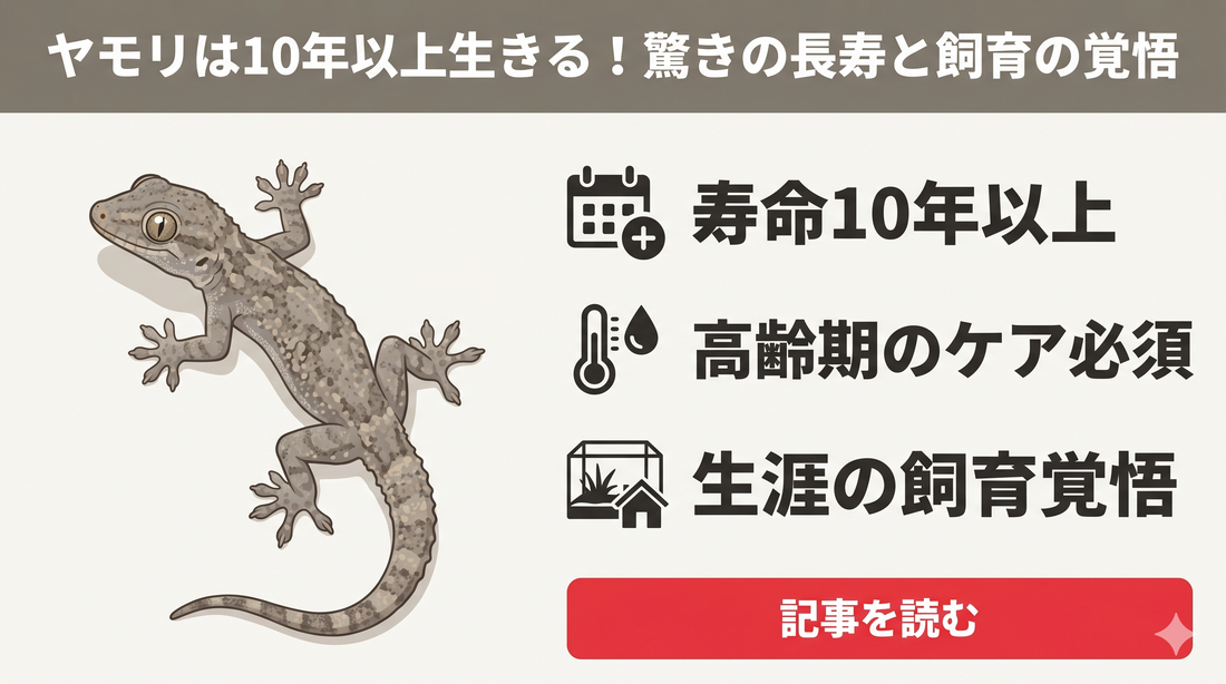 【後悔しないために】ニホンヤモリの寿命は意外と長い？ 飼育前に知るべき覚悟と長期健康管理のコツ