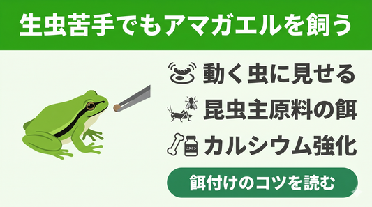 【失敗しない】野生のアマガエルが市販の餌を食べない？正しい切り替え方と選び方