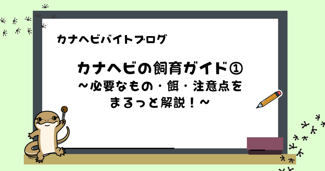 【初心者向け】カナヘビの飼育ガイド①｜必要なもの・餌・注意点までまるっと解説！