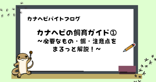 【初心者向け】カナヘビの飼育ガイド①｜必要なもの・餌・注意点までまるっと解説！