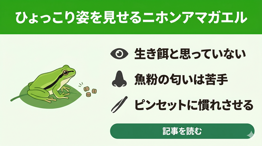 【失敗しない】アマガエルが人工餌を食べない！虫が苦手な飼育者が知るべき原因と正しい切り替え方