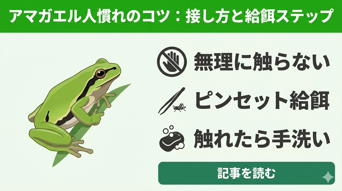 【アマガエルはなつく？】人慣れする行動の真実と、失敗しない「餌付け」のコツ