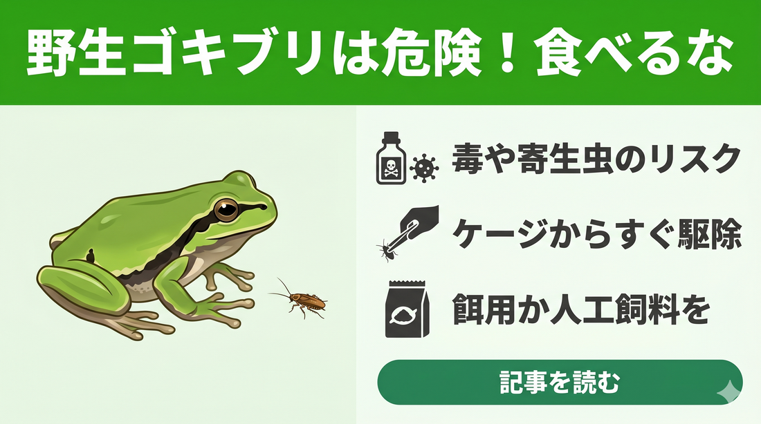 【失敗しない】アマガエルのケージにゴキブリが！食べても大丈夫？正しい対処法と隠れたリスク
