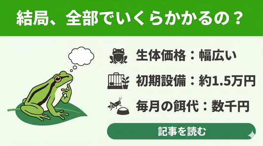 【失敗しない】アマガエルの値段はいくら？生体価格から毎月の餌代・初期費用まで徹底解説