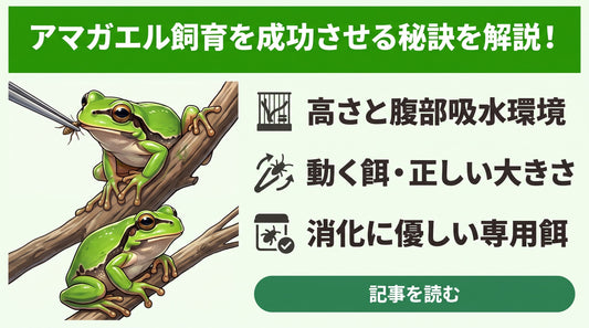 【失敗しない】ニホンアマガエル飼育で困っている人がまず確認すべき3つの原因と正しい対処法