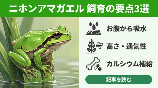 ニホンアマガエル飼育ガイド | 生態・餌の与え方・飼育環境づくり