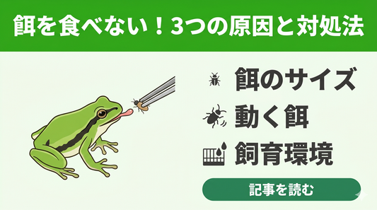 【失敗しない】アマガエルが餌を食べない！飼育初心者が確認すべき3つの原因と正しい対処法
