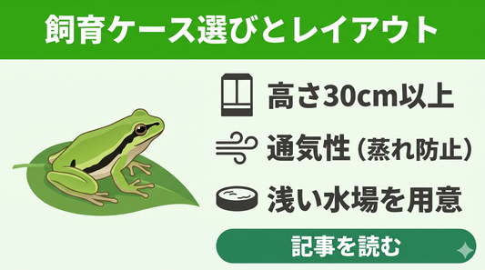【失敗しない】アマガエルの飼育ケース選びと長生きさせるレイアウトの正解