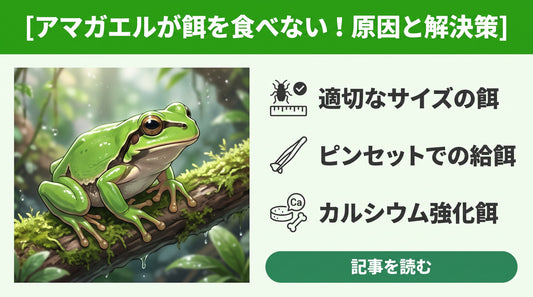 【失敗しない】アマガエルが餌を食べない！飼育初心者が確認すべき3つの原因と正しい対処法