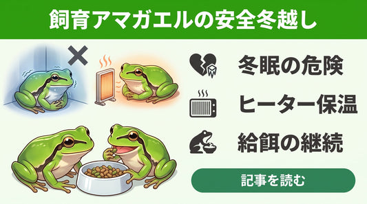 【失敗しない】アマガエルの冬眠で悩む人がまず確認すべきリスクと「冬眠させない」という選択