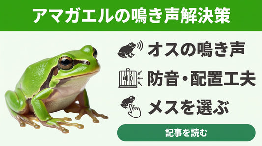 【アマガエルの鳴き声対策】うるさいと感じる前に知るべきオスの習性と正しい対処法