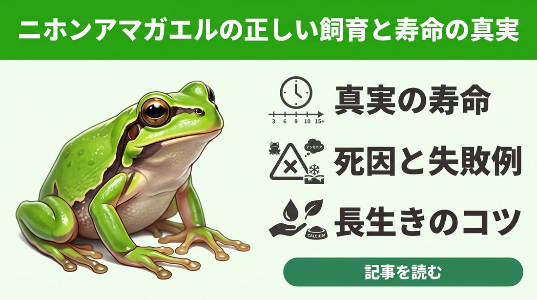 【意外と長い？】アマガエルの寿命と「すぐ死んでしまう」を防ぐ飼育の鉄則