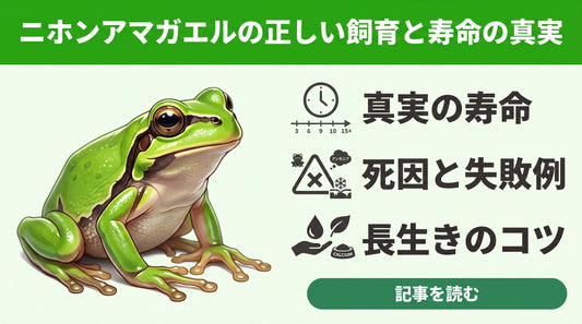 【意外と長い？】アマガエルの寿命と「すぐ死んでしまう」を防ぐ飼育の鉄則
