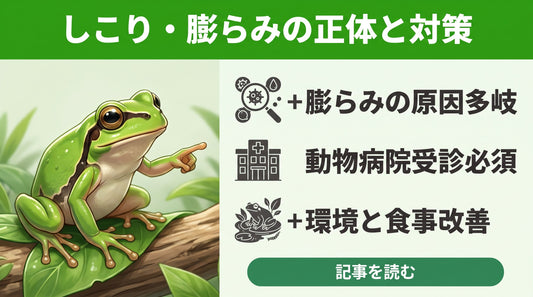 【アマガエルに腫瘍？】しこりや膨らみはガンなのか。飼育者がまず確認すべき原因と正しい対処法