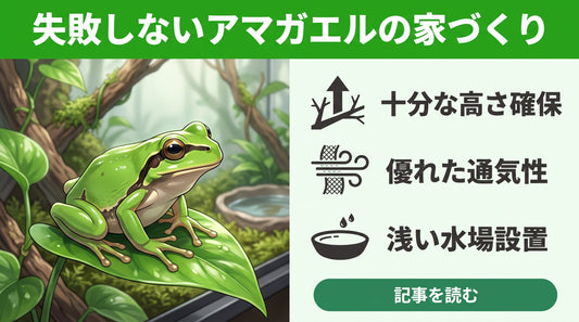 【失敗しない】アマガエルの飼育ケース選びと長生きさせるレイアウトの正解