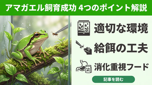 「庭で捕まえたアマガエルが餌を食べない…」飼育で失敗しないための正しい環境と対処法