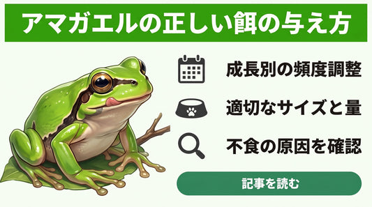 【失敗しない】アマガエルの適切な餌の頻度と量・食べない原因を徹底解説