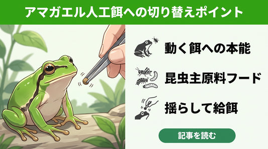 【失敗しない】野生のアマガエルが市販の餌を食べない？正しい切り替え方と選び方