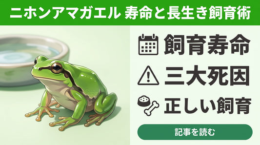 【失敗しない】ニホンアマガエルの寿命は何年？すぐ死んでしまう原因と10年生きる飼育のコツ