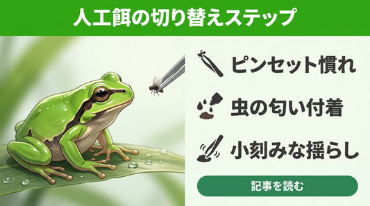 【失敗しない】アマガエルが人工餌を食べない！虫が苦手な飼育者が知るべき原因と正しい切り替え方