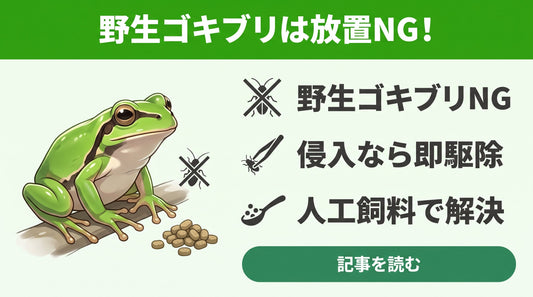【失敗しない】アマガエルのケージにゴキブリが！食べても大丈夫？正しい対処法と隠れたリスク