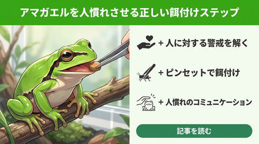 【アマガエルはなつく？】人慣れする行動の真実と、失敗しない「餌付け」のコツ