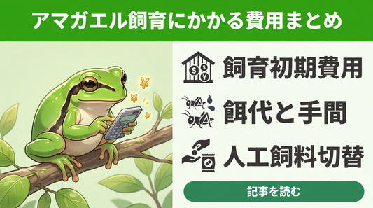 【失敗しない】アマガエルの値段はいくら？生体価格から毎月の餌代・初期費用まで徹底解説