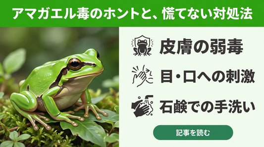 「アマガエルはさわっちゃいけない？」毒の正体と子供が触ったときの正しい対処法