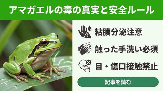 ニホンアマガエルの「毒」が心配な人がまず確認すべき3つの事実と正しい対処法