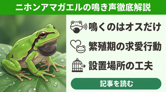 ニホンアマガエルの鳴き声がうるさい？鳴く理由と飼育下での騒音対策・オスとメスの見分け方