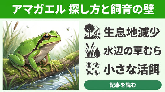 「昔はたくさんいたのに…」ニホンアマガエルの生息地はどこへ？見つからない原因と探し方