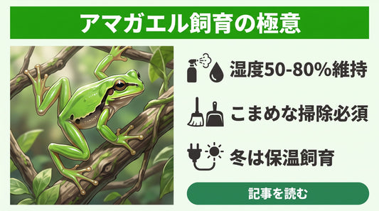 【失敗しない】ニホンアマガエルの飼育環境で困っている人がまず見直すべき3つの原因と正しい対処法