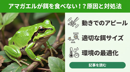 【失敗しない】ニホンアマガエルが餌を食べない？正しい餌の選び方と与え方のコツ