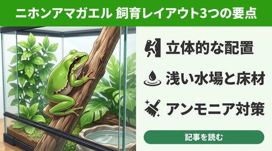 【失敗しない】ニホンアマガエルの飼育レイアウト！長生きさせるケージ作りの鉄則とやってはいけないこと