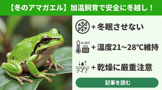 【失敗しない】ニホンアマガエルの冬越し！冬眠のリスクと安全な加温飼育のポイント