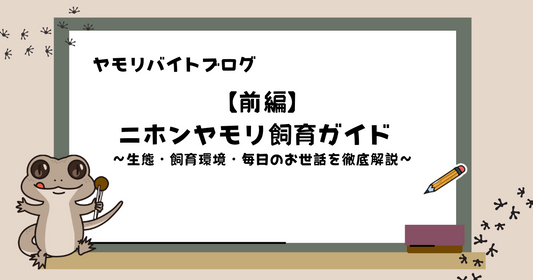 【前編】ニホンヤモリ飼育ガイド | 生態・飼育環境・毎日のお世話を徹底解説