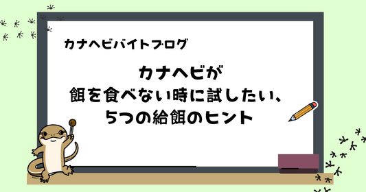 カナヘビが餌を食べない時に試したい、5つの給餌のヒント