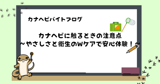 カナヘビに触るときの注意点｜やさしさと衛生のWケアで安心体験！