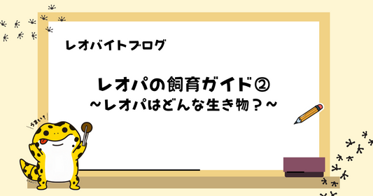 【初心者向け】レオパ（ヒョウモントカゲモドキ）の飼育ガイド②｜レオパはどんな生き物？