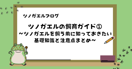 【初心者向け】ツノガエルの飼育ガイド① |ツノガエルを飼う前に知っておきたい基礎知識と注意点まとめ