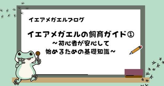 【初心者向け】イエアメガエルの飼育ガイド | 初心者が安心して始めるための基礎知識