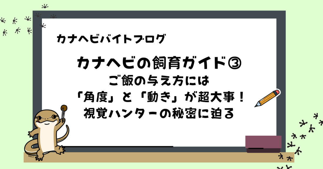【初心者向け】カナヘビの飼育ガイド③｜ご飯の与え方には角度と動きが超大事！視覚ハンターの秘密に迫る