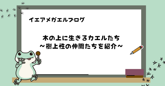 木の上に生きるカエルたち｜樹上性の仲間たちを紹介